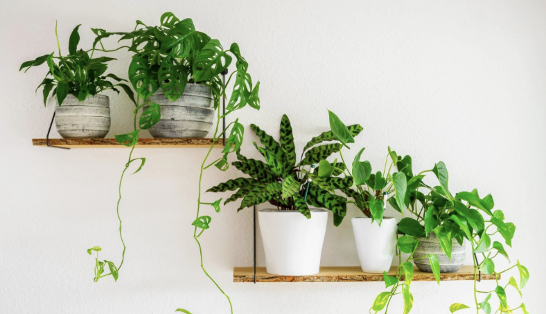 室內植物層架展示