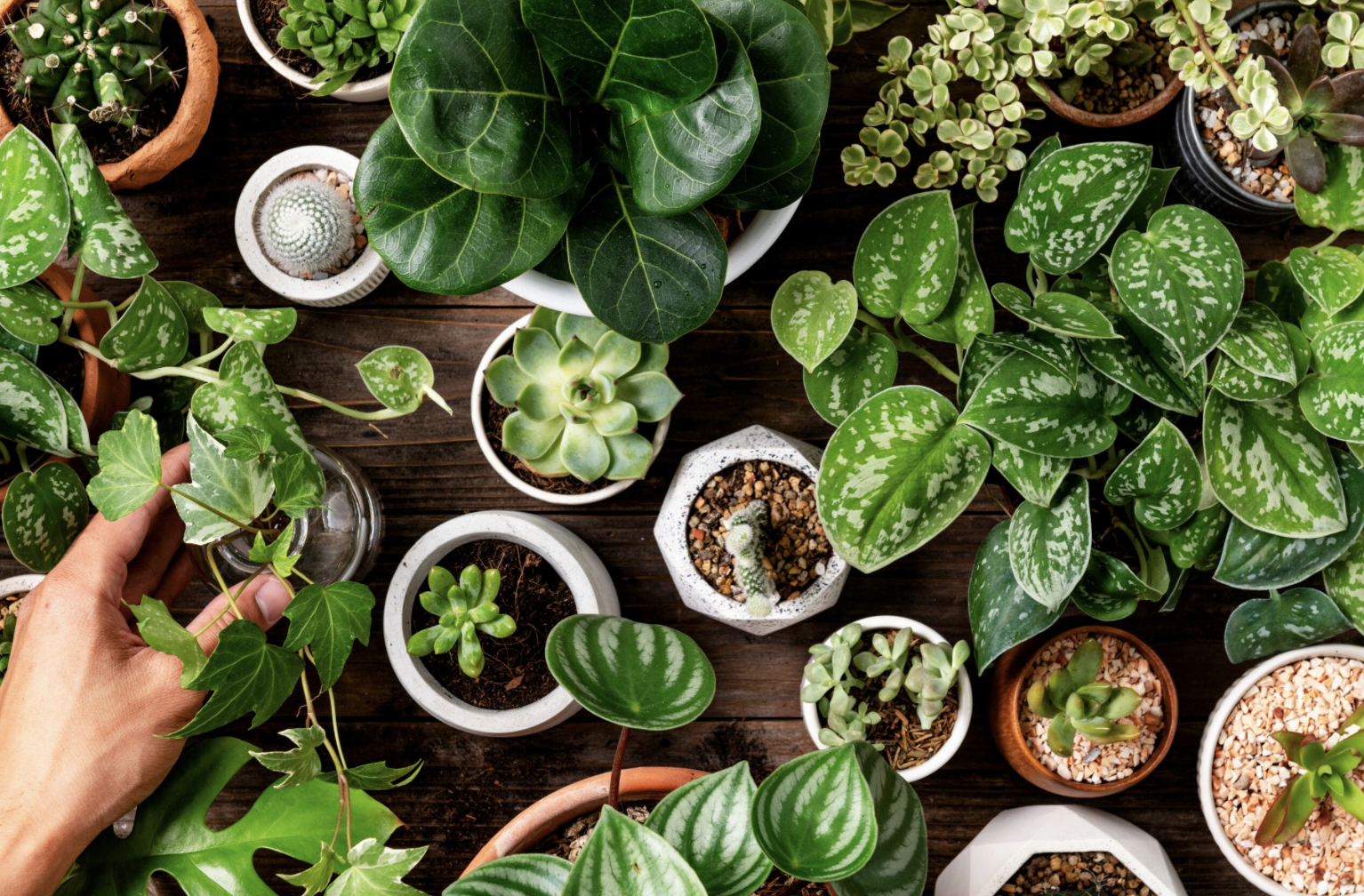 植物照護與多樣性